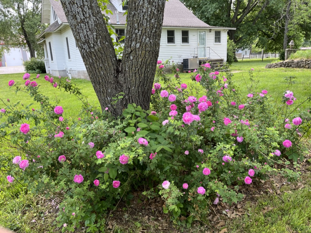 Pink roses blooming on the property